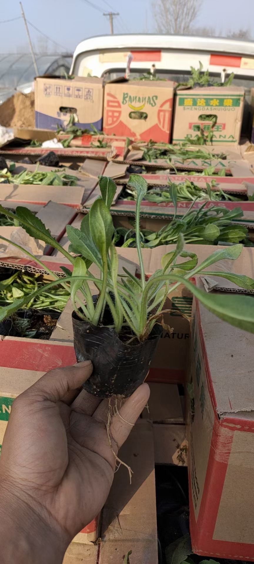 天人菊厂家 天人菊市场行情 长秀花卉