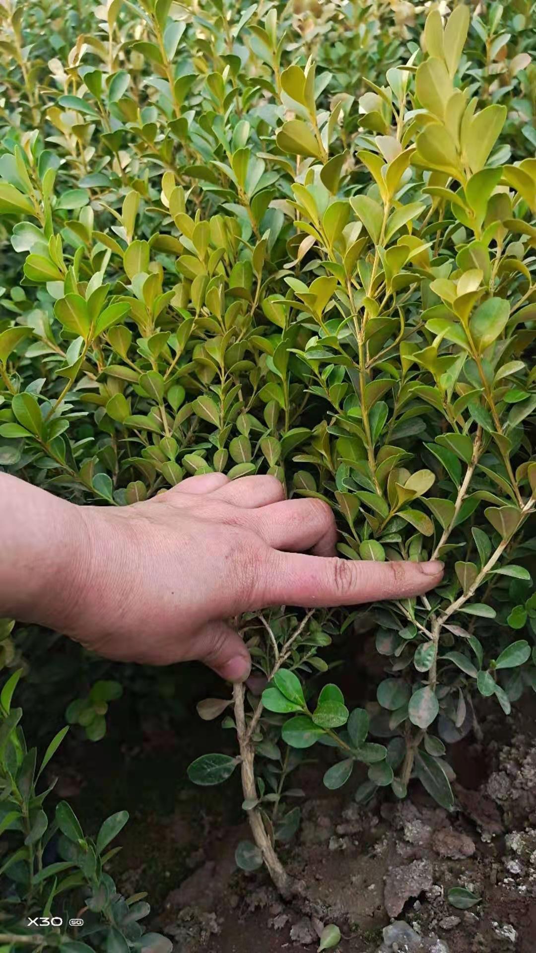 瓜子黄杨基地小叶黄杨瓜子小叶黄杨价格小叶黄杨批发