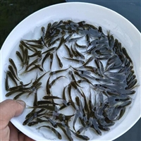 广东脆肉草鱼苗 豪情鱼苗供应 抗病毒草鲩鱼苗出售 