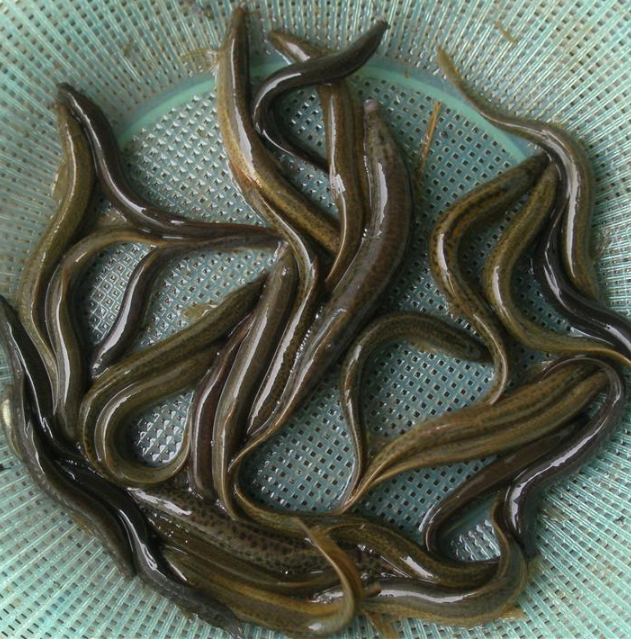 连云港青鳅鱼苗一亩利润 连云港高产泥鳅苗养殖技术 连云港万平泥鳅苗