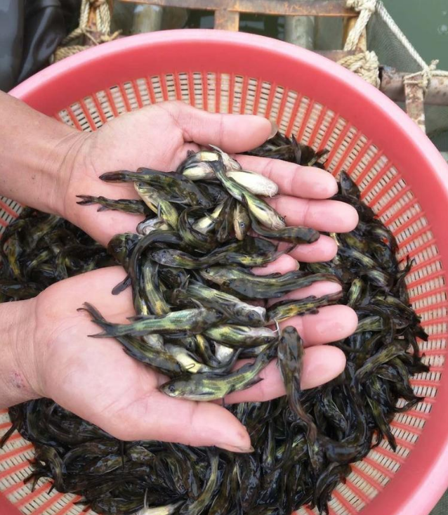 鹤壁黄骨鱼苗厂家报价鹤壁黄骨鱼苗供货商订购鹤壁万平黄骨鱼厂家