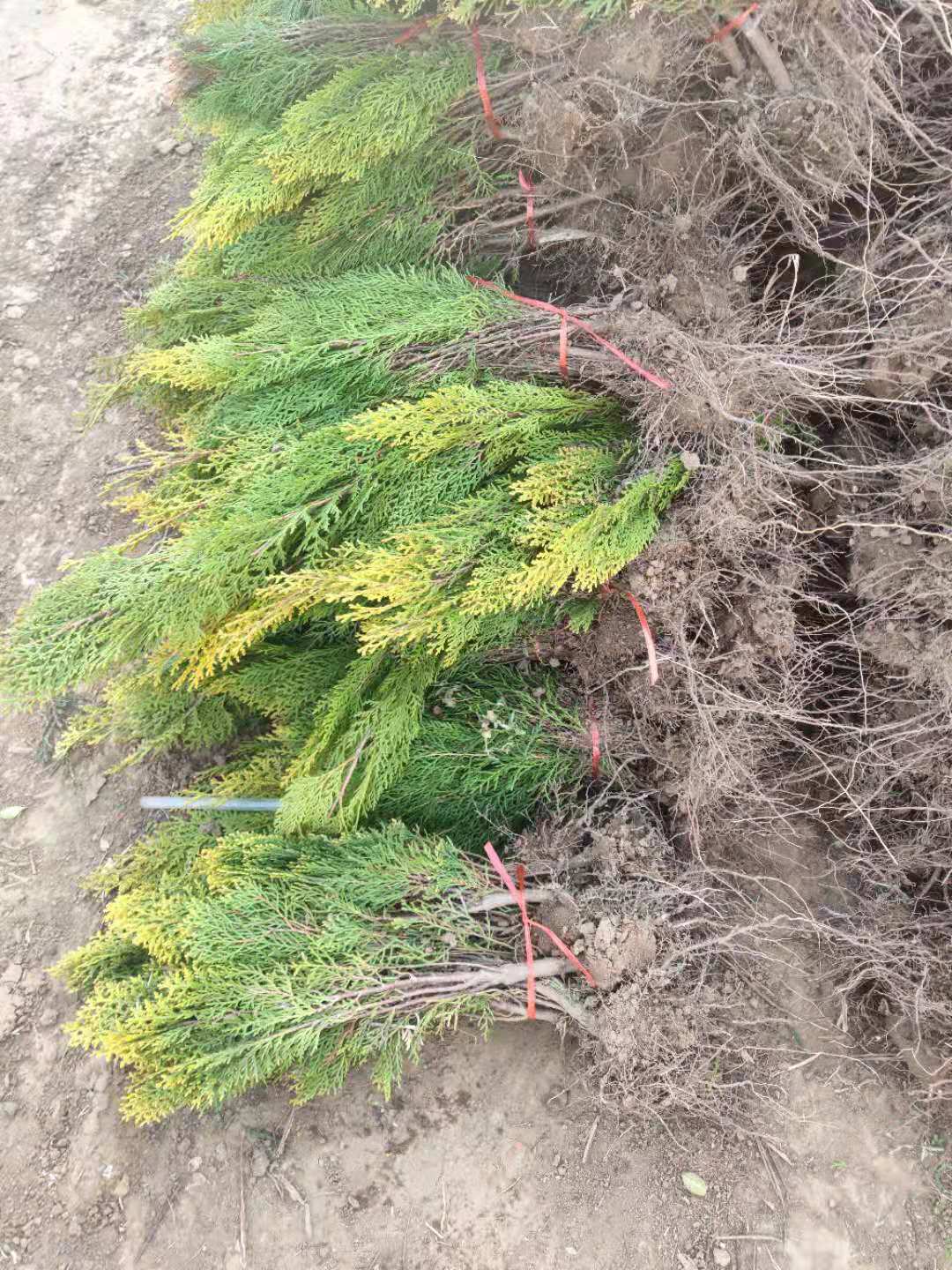 洒金柏小苗洒金柏色块苗常年供应洒金柏苗