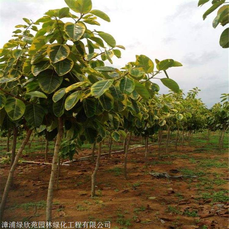 富贵榕小苗 天津富贵榕报价 基地直供 规格全