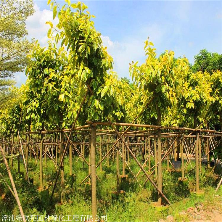 富贵榕小苗 天津富贵榕报价 基地直供 规格全