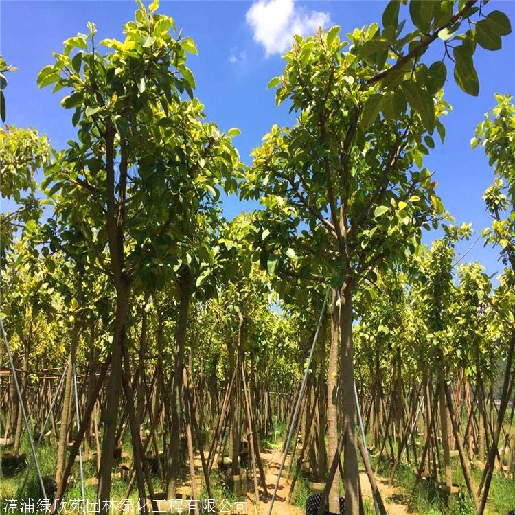 富贵榕小苗 天津富贵榕报价 基地直供 规格全