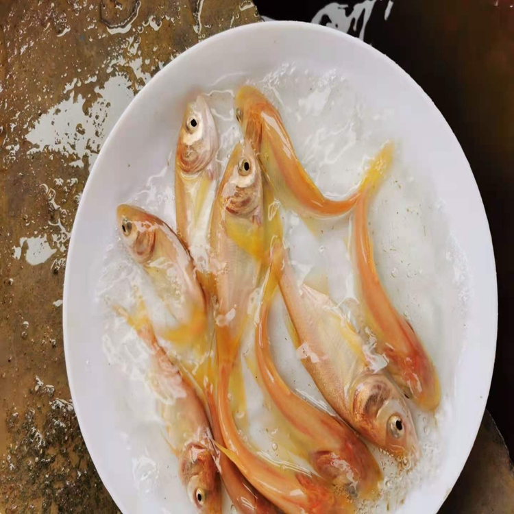 区花山镇东方村金鱼嘴鱼塘期待你的来电相关产品彭州登高车租赁电话