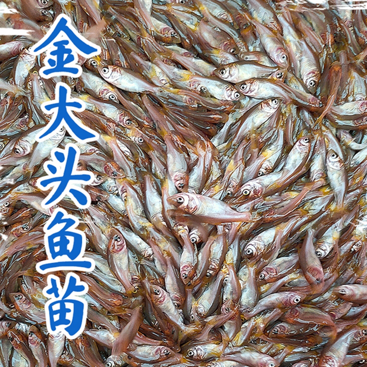 亿隆水产金大头鱼苗批发金胖头鱼苗批发金松鱼苗批发