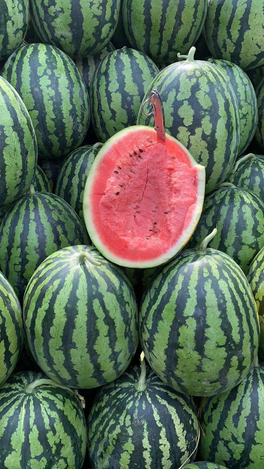 2021年山东潍坊西瓜代办-山东青州尧沟西瓜代办代收