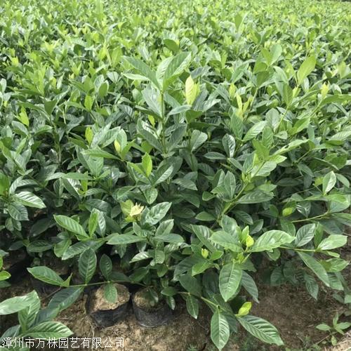 栀子花小苗海南栀子花批发庭院观花植物栀子花