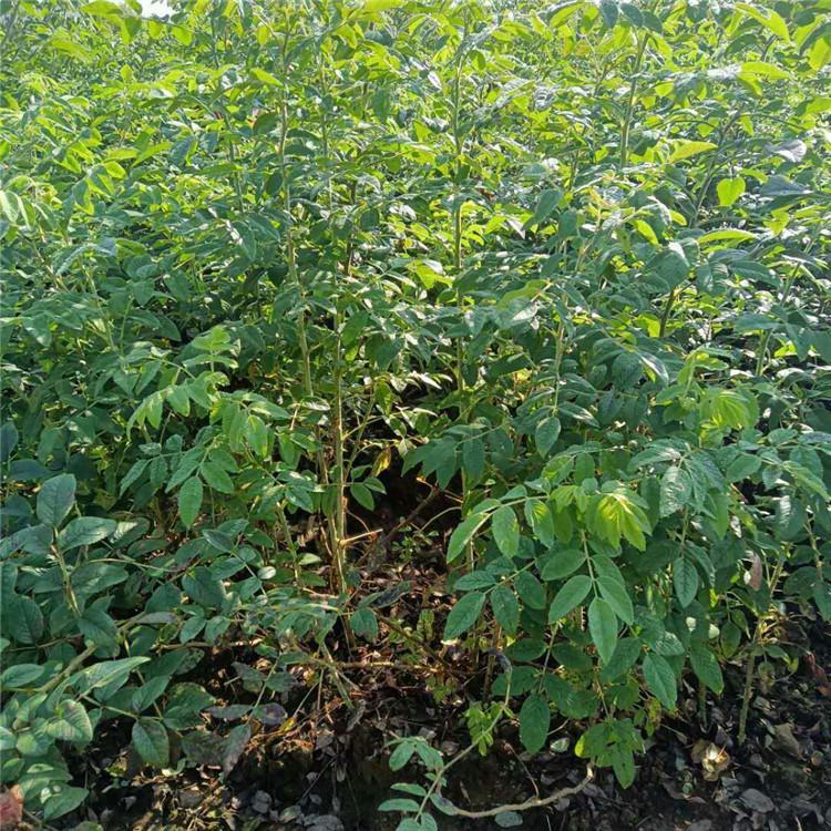 多季刺玫苗永益苗圃现挖现卖绿化观花灌木