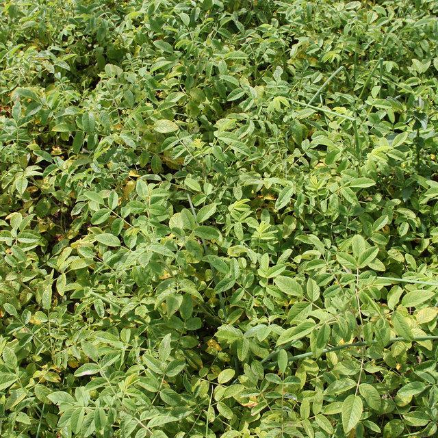 多季刺玫苗永益苗圃现挖现卖绿化观花灌木