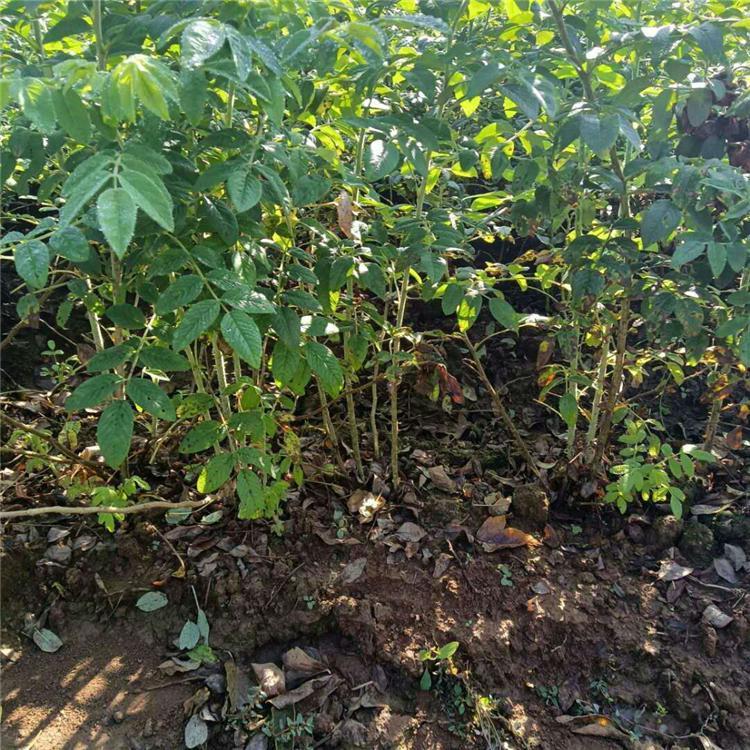 多季刺玫苗永益苗圃现挖现卖绿化观花灌木