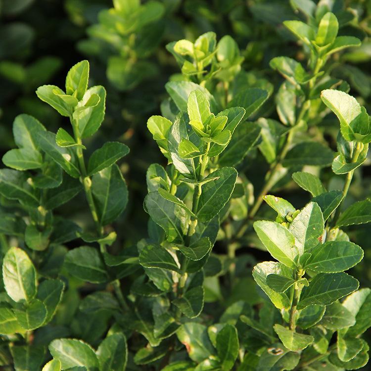 匍匐生长小叶扶芳藤 爬行卫茅 扶芳藤小苗