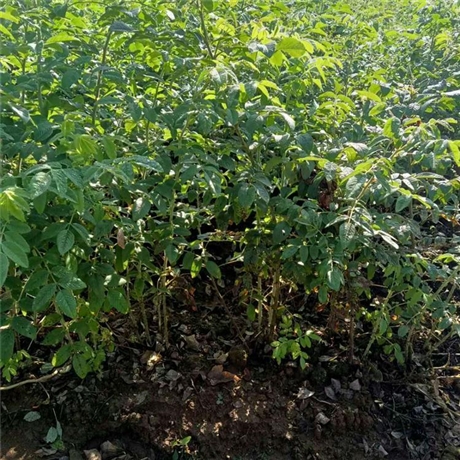多季刺玫苗永益苗圃现挖现卖绿化观花灌木