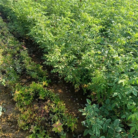 多季刺玫苗永益苗圃现挖现卖绿化观花灌木