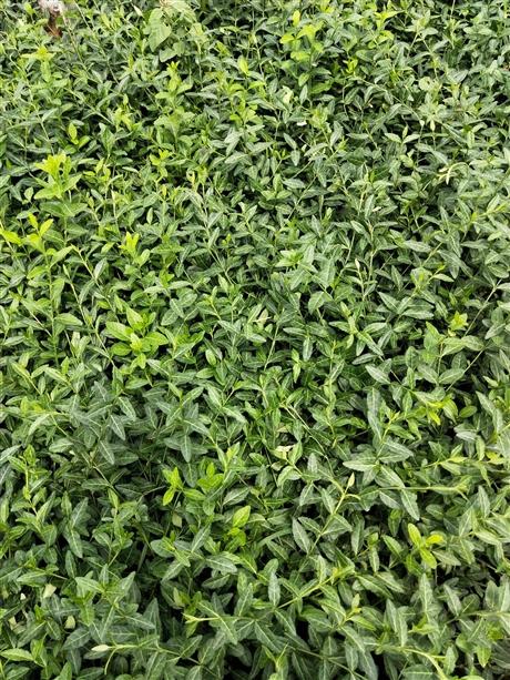 大叶扶芳藤供应基地地栽扶芳藤60cm扶芳藤