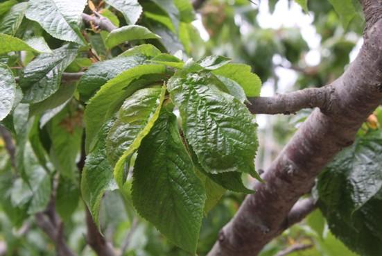 樱桃病毒病坐果少果实小花叶樱桃病毒病怎么办