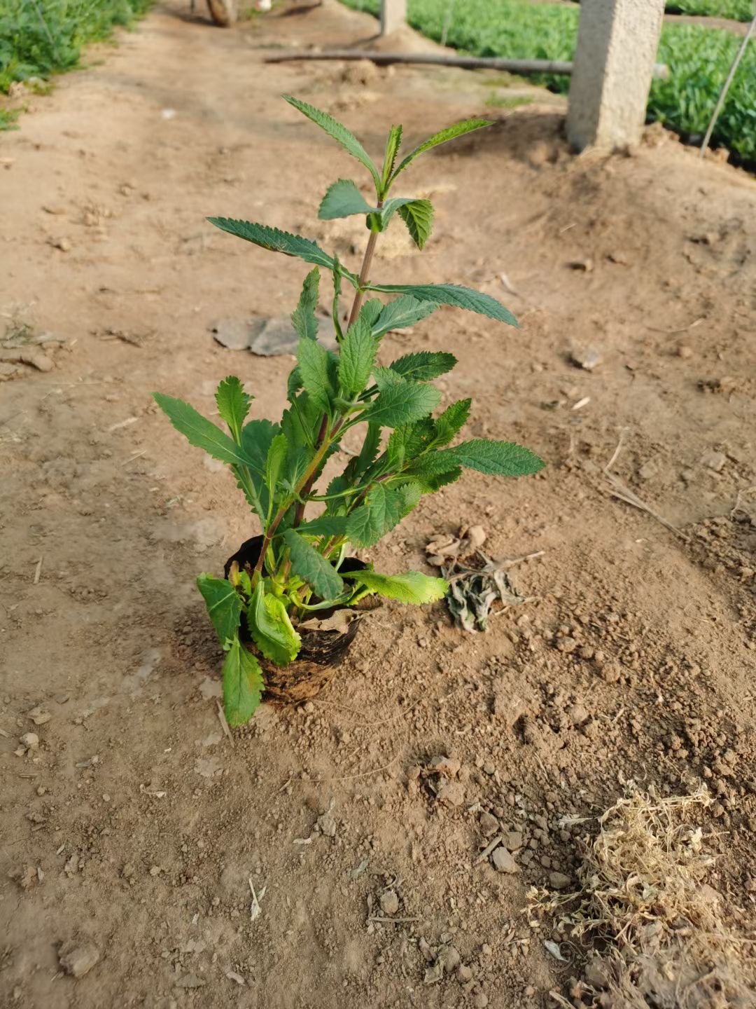 马鞭草杯苗马鞭草价格马鞭草基地马鞭草绿化