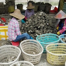 生蠔批發(fā)網(wǎng)站,生蠔批發(fā)多少錢一只,湛江生蠔120只批發(fā)價(jià)格