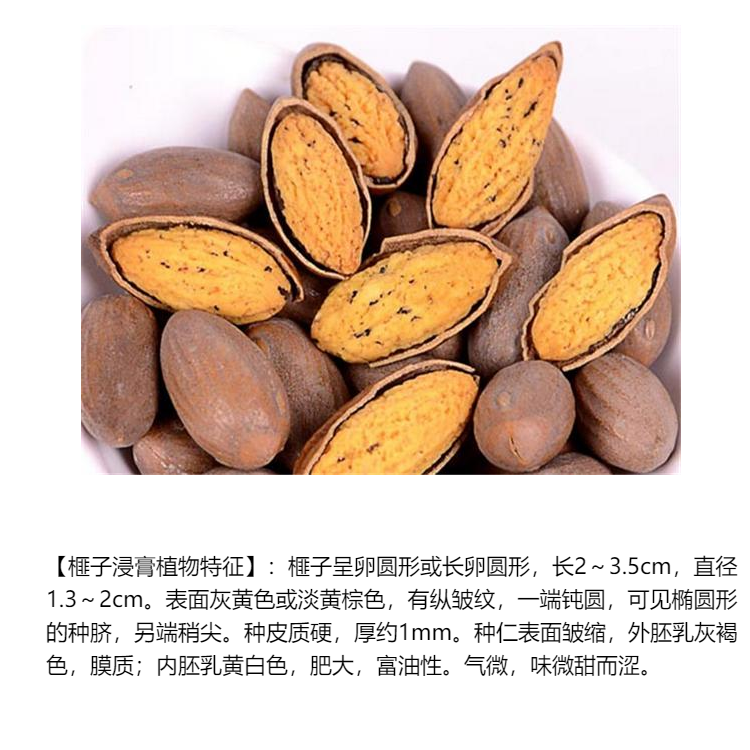 榧子浸膏扶风斯诺特工厂