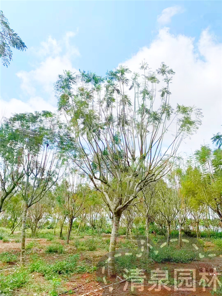 基地2000棵20公分蓝花楹绿化树