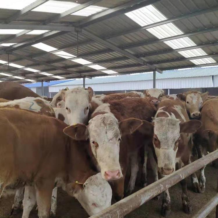 西門塔爾牛肉牛小牛犢屠宰牛山東肉牛養殖場