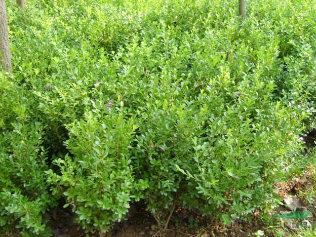 瓜子黄杨常绿灌木自家瓜子黄杨苗各种规格