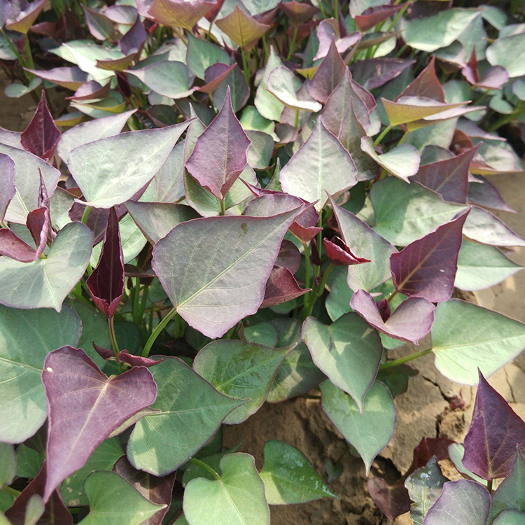 哈密地瓜苗高产地瓜苗批发脱毒红薯苗地瓜秧