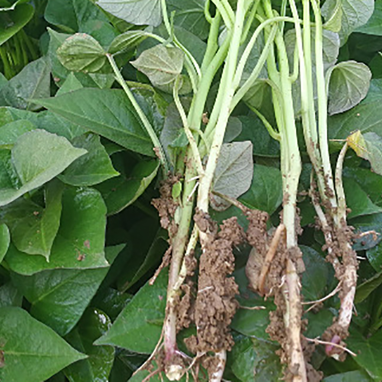 哈密地瓜苗高产地瓜苗批发脱毒红薯苗地瓜秧