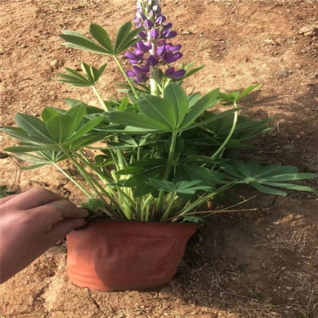 厂家货源供应鲁冰花羽扇豆小苗价格园林植物造景