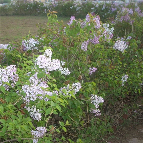 绿化用苗辽宁紫丁香苗大叶丁香价格