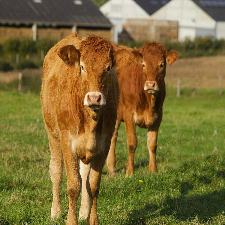 鲁西黄肉牛犊价格实惠正大牧业西门塔尔牛养殖技术