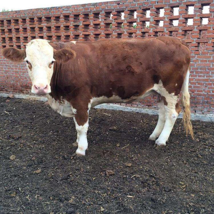 西门塔尔种牛411图片图片