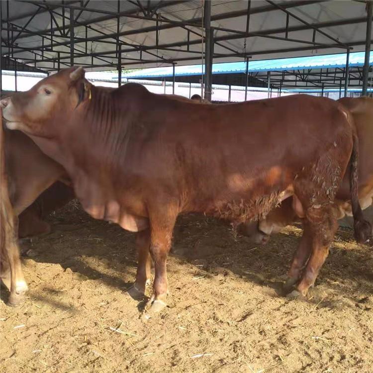 改良肉牛小牛犢 利木贊牛280斤價格 提供技術支持