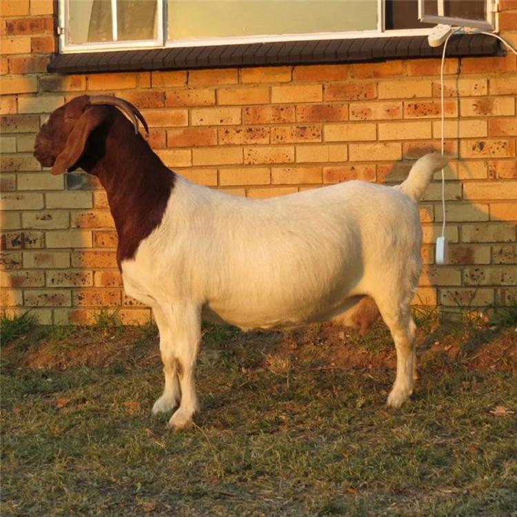 养殖场出售波尔山羊 实时波尔山羊价格 厂家供应