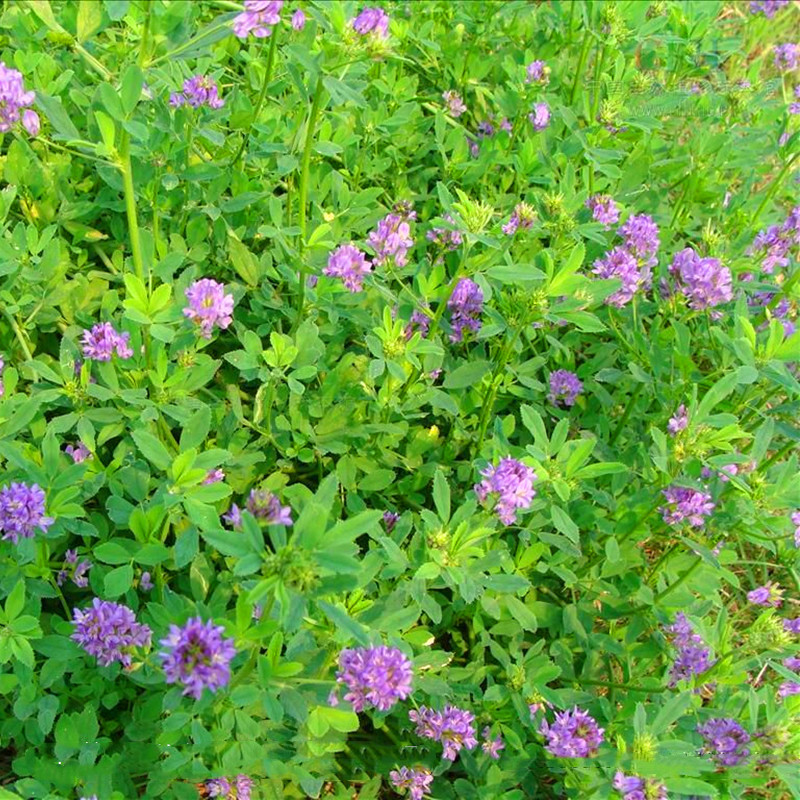 苜蓿种子紫花苜蓿草种子多年生耐寒牧草苜蓿种子包邮
