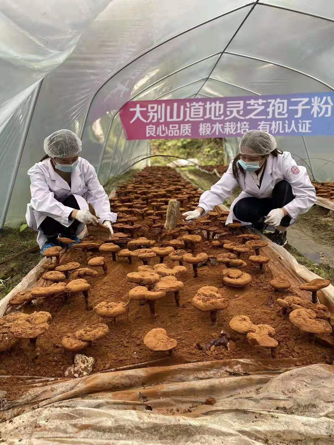 oem贴牌-oem贴牌价格/厂家/批发-安徽芝神堂药业有限公司