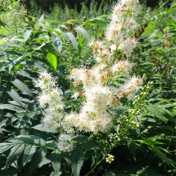 批发丛生珍珠梅珍珠梅规格齐全珍珠梅苗观花植物工程绿化苗木