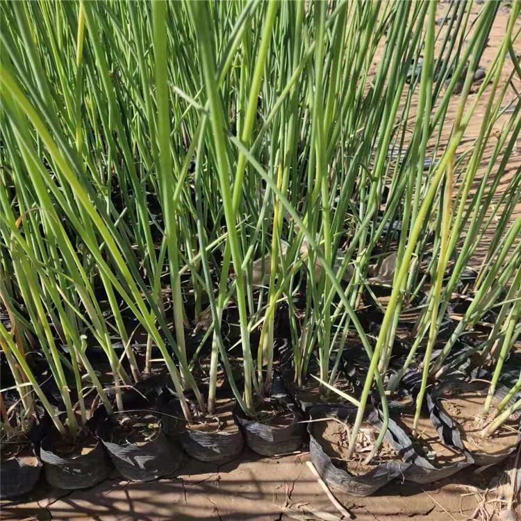 水葱小苗 基地出售 中胜水葱小苗种植