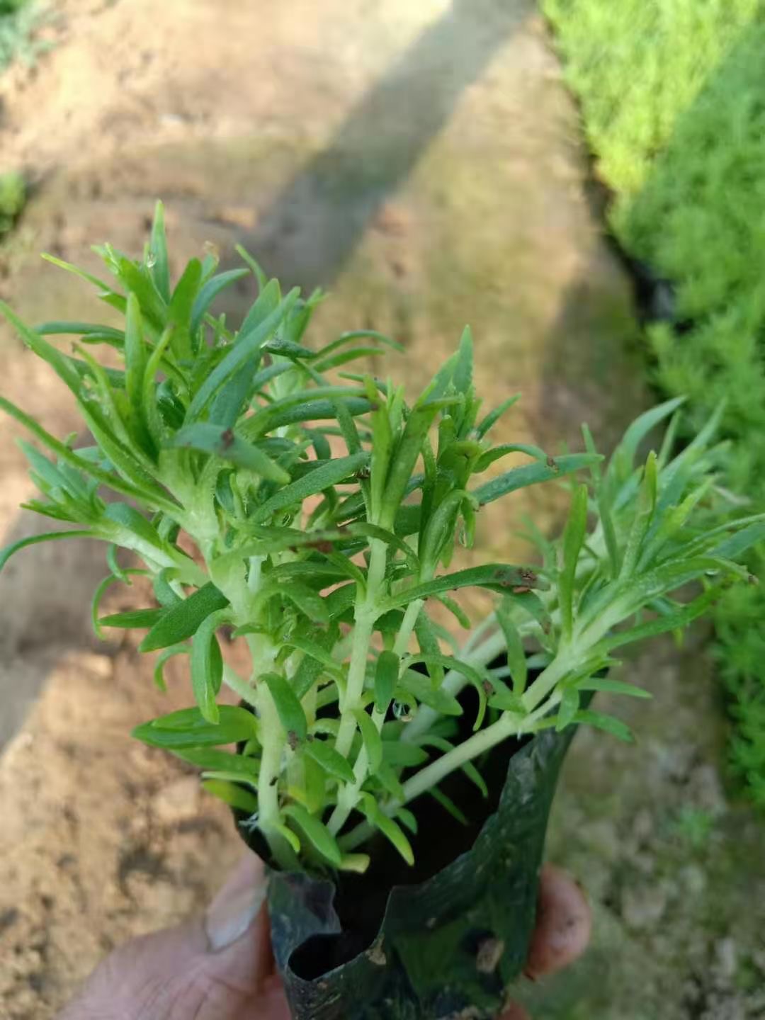 佛甲草行情佛甲草苗圃发货绿叶佛甲草大量供应