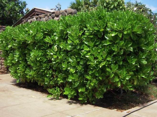 规格齐全的海桐价格实惠