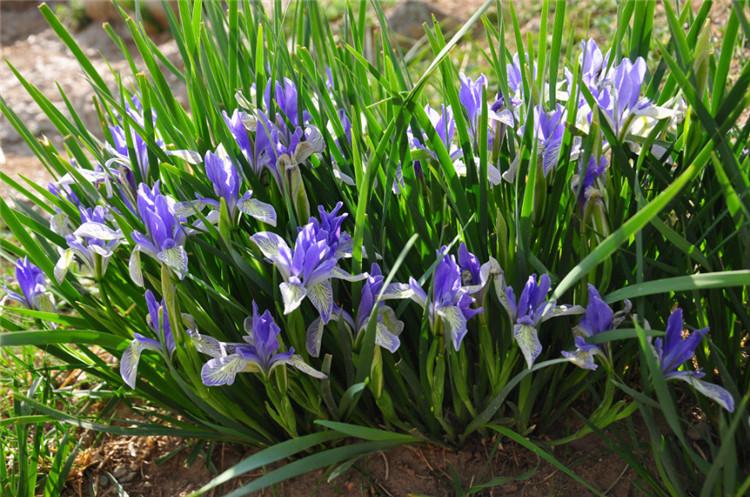 多芽马兰红盈花卉马兰基地多年生马兰花