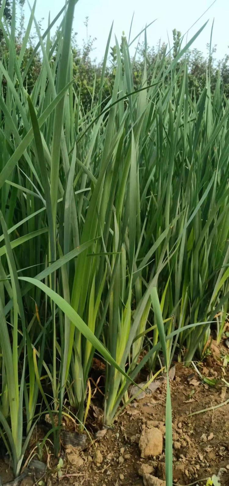 多芽马兰红盈花卉马兰基地多年生马兰花