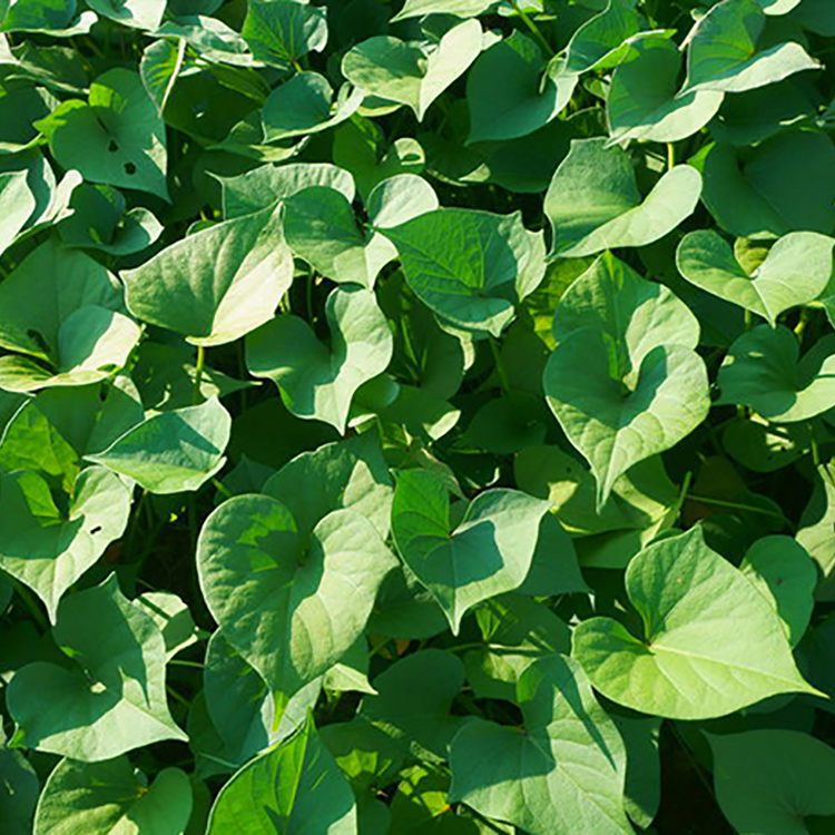 红薯苗脱毒地瓜苗