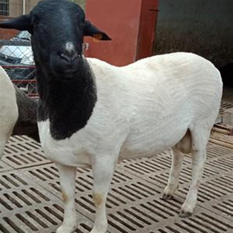 供应杜泊绵羊怀孕母羊白头杜泊羊价格大量批发