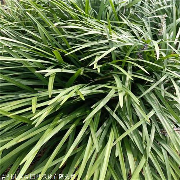 观赏草系列 麦冬草基地 青叶麦冬草 生产厂家_欢迎咨询