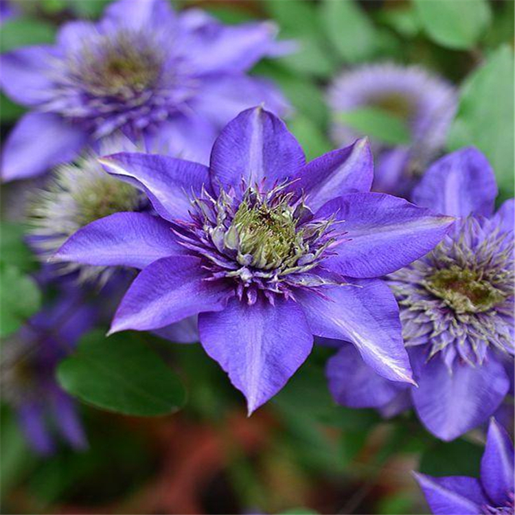 铁线莲水星二号蓝光多蓝铁线莲小苗杯苗多年生地被花卉花坛墙面造型