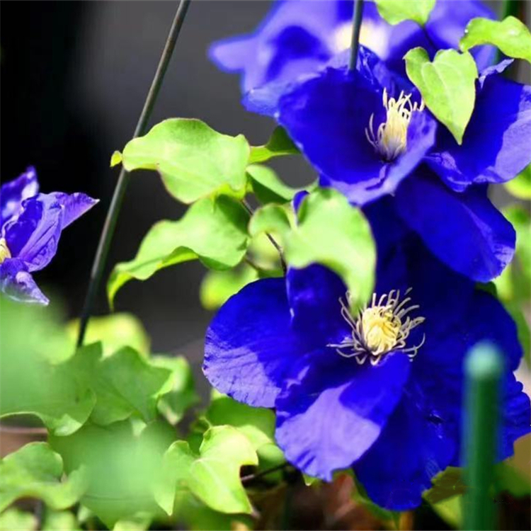 铁线莲爱炫昼天使铁线莲小苗杯苗花坛墙面造型攀援花卉多年生地被花卉