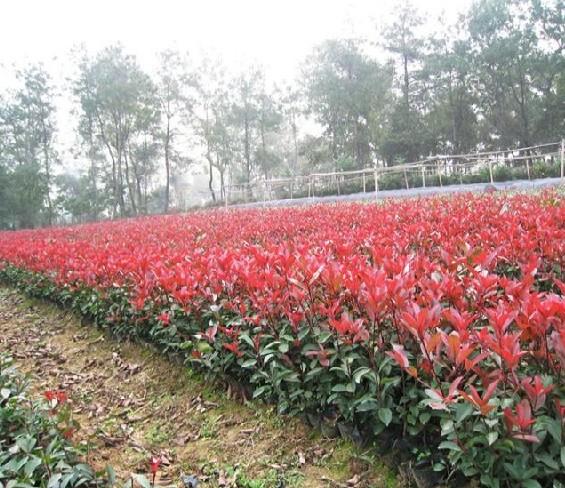 红叶石楠常绿小乔木 行道树 绿篱用石楠苗