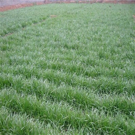 观赏草系列 绿化麦冬草 山东麦冬草 园林绿化地被植物